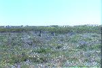 emus north of Perth