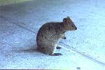 a quokka (source of quokka shit)