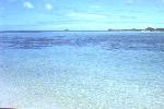 the water around Penguin Island