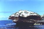 birds on a rock on Penguin Island