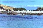 wide view of a beach covered with seals