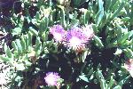 flowers with cactus-like leaves