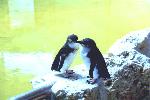 Little Penguins