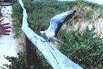 tern frightened into flight