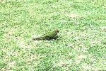 a green parrot in the grass