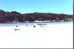 pelicans on the beach at Bremer Bay