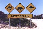 standard symbols for Australian road-kill