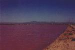 pink lake near Port Augusta