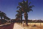 palm trees in the Barossa Valley