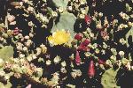 close-up of the prickly-pear cactus