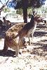a Siamese kangaroo
