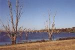 trees drowned by damming the Murray