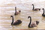 gang of black swans